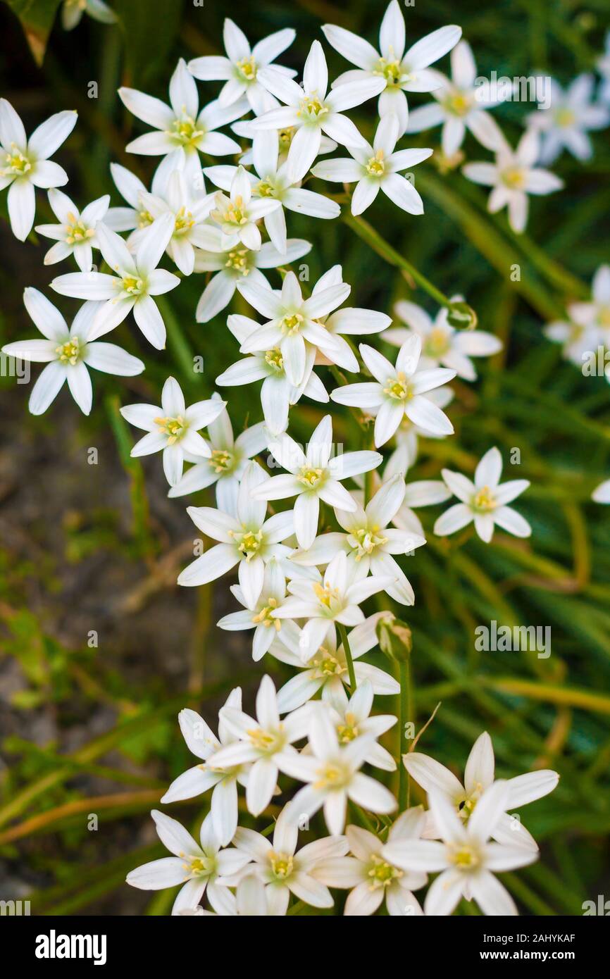 Ornithogalum (Star of Bethlehem) flowers closeup. Ornithogalum is a genus of perennial plants mostly native to southern Europe and southern Africa. Stock Photo