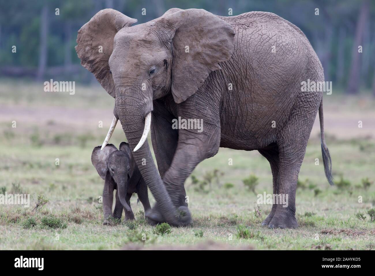 Pluck animals hires stock photography and images Alamy