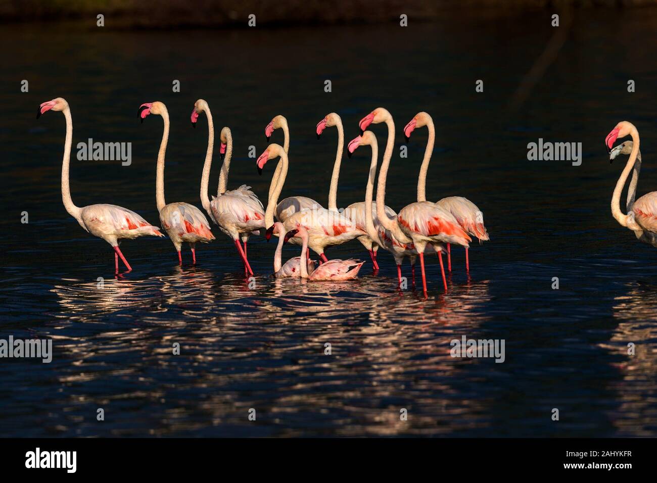 Greater flamingos in Lake Bogoria waters. Kenya Stock Photo - Alamy