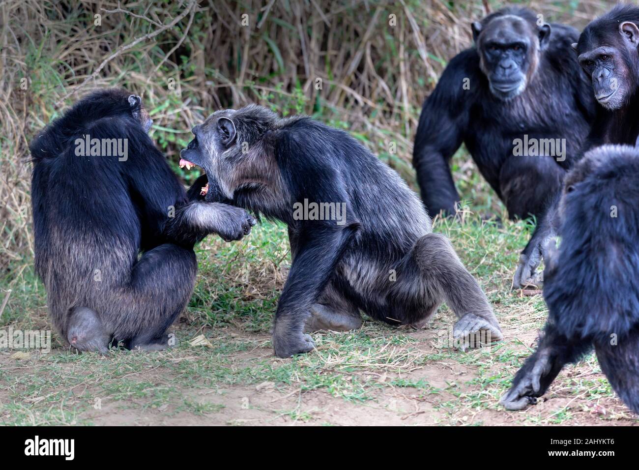 Alpha male chimpanzee in an agressive mood. Stock Photo