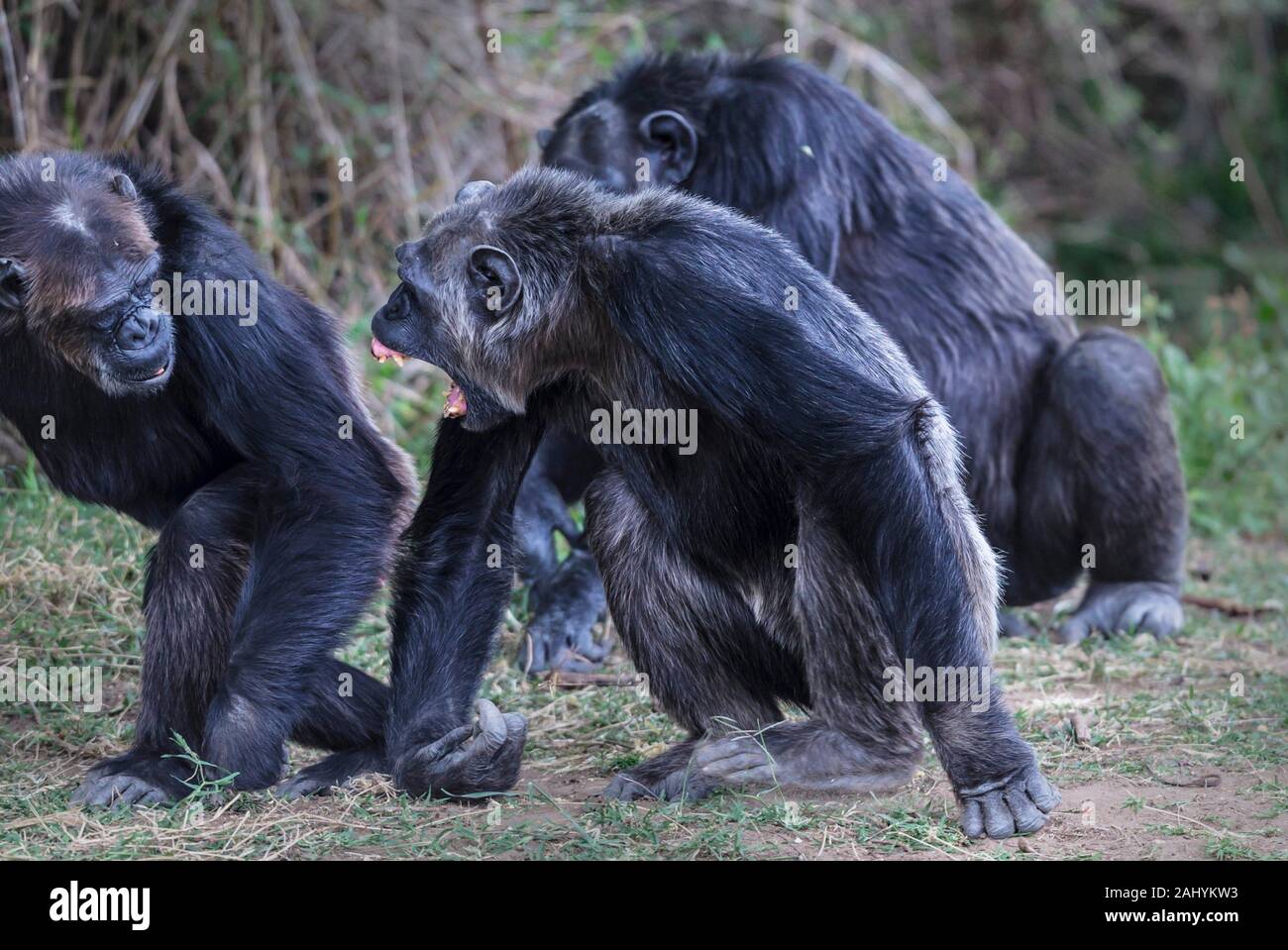 Alpha male chimpanzee in an agressive mood. Stock Photo