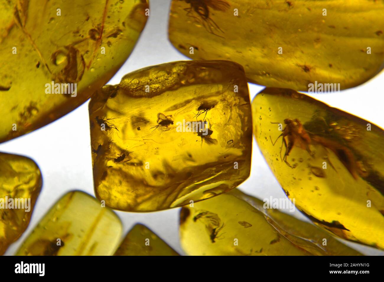 Baltic amber with inclusions of insects, Nida, Curonian Spit, Lithuania, Baltic States, North Europe. Stock Photo