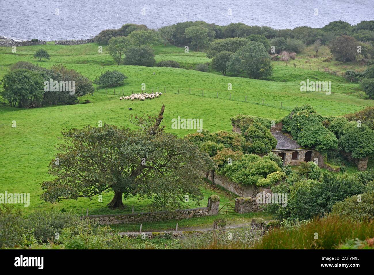 ruins of the farmyard adjoining the Clifden Castle, ruined manor house near Clifden, west coast, County of Galway, Connemara, Republic of Ireland, Stock Photo