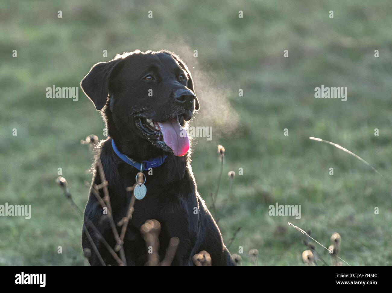 Dog breathing cold hires stock photography and images Alamy
