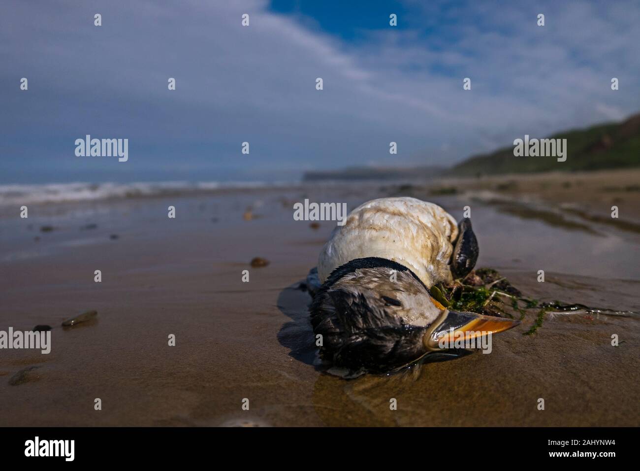 Dead Swell High Resolution Stock Photography and Images - Alamy