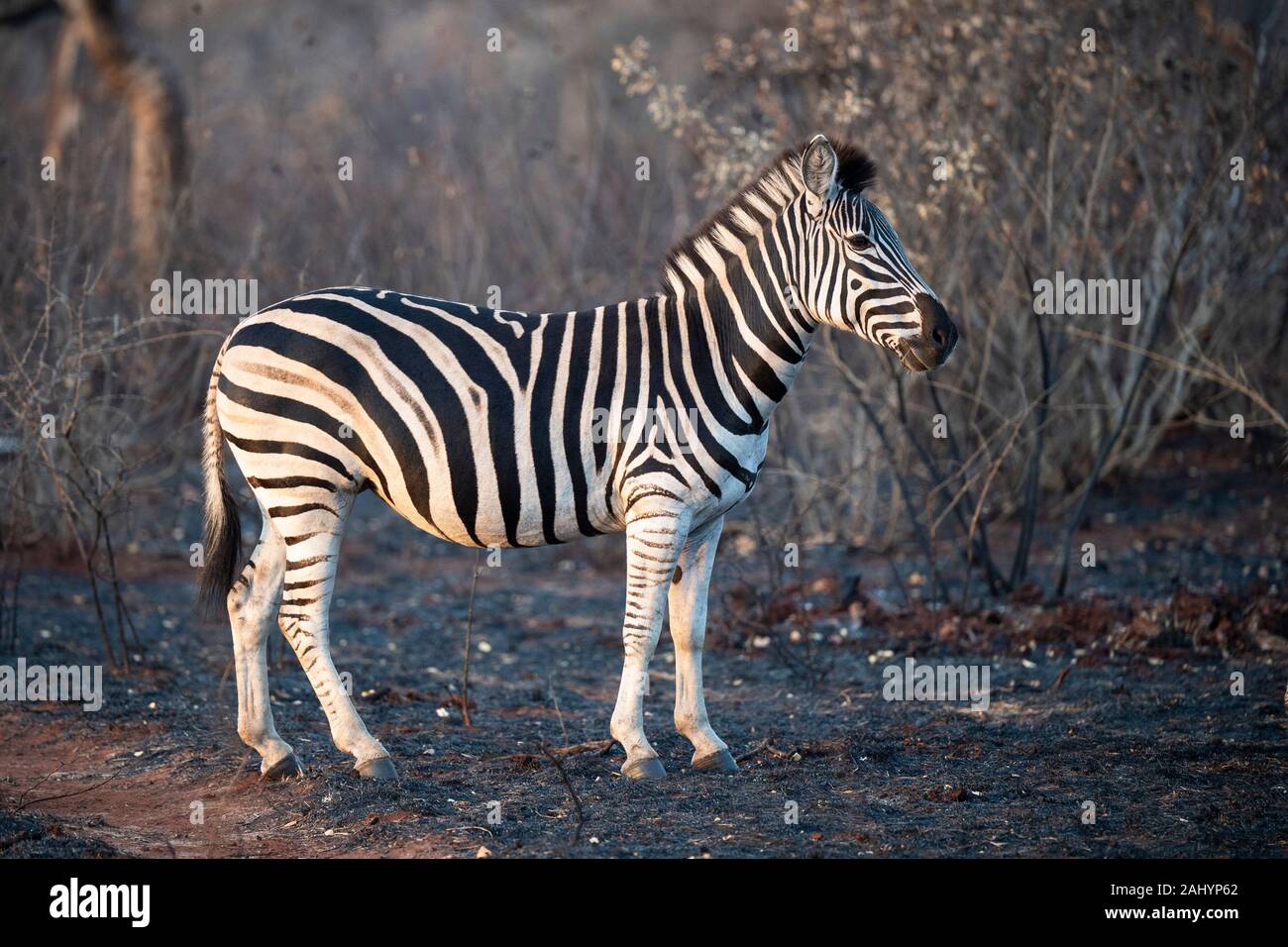 Burchell's zebra, Equus quagga burchellii, and nyala, Tragelaphus angasi, uMkhuze Game Reserve, South Africa Stock Photo