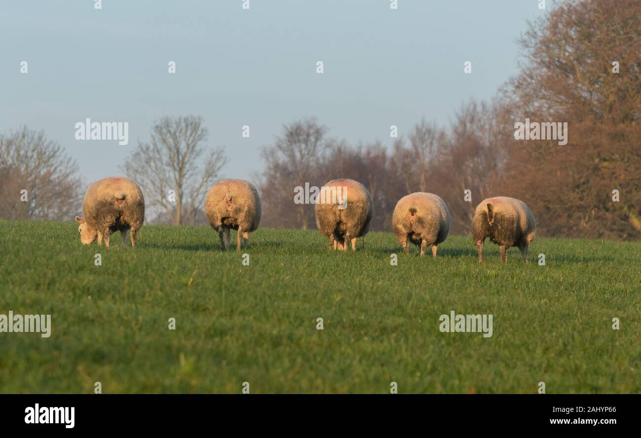 Sheep Rind Back Sheep Rustling High Resolution Stock Photography and Images - Alamy