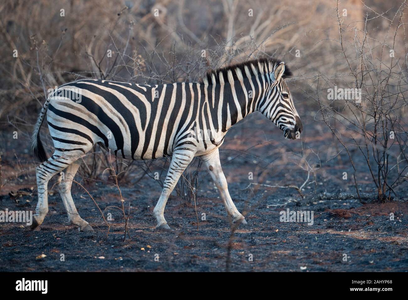 Burchell's zebra, Equus quagga burchellii, and nyala, Tragelaphus angasi, uMkhuze Game Reserve, South Africa Stock Photo