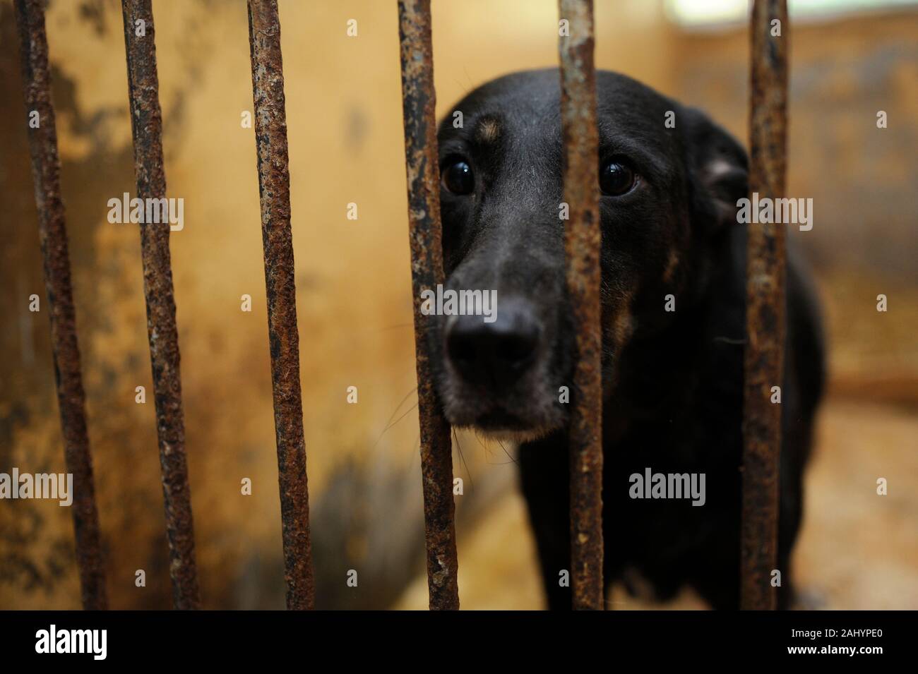 Animal abuse hi-res stock photography and images - Alamy Animal abuse hi-res stock photography and images - Alamy