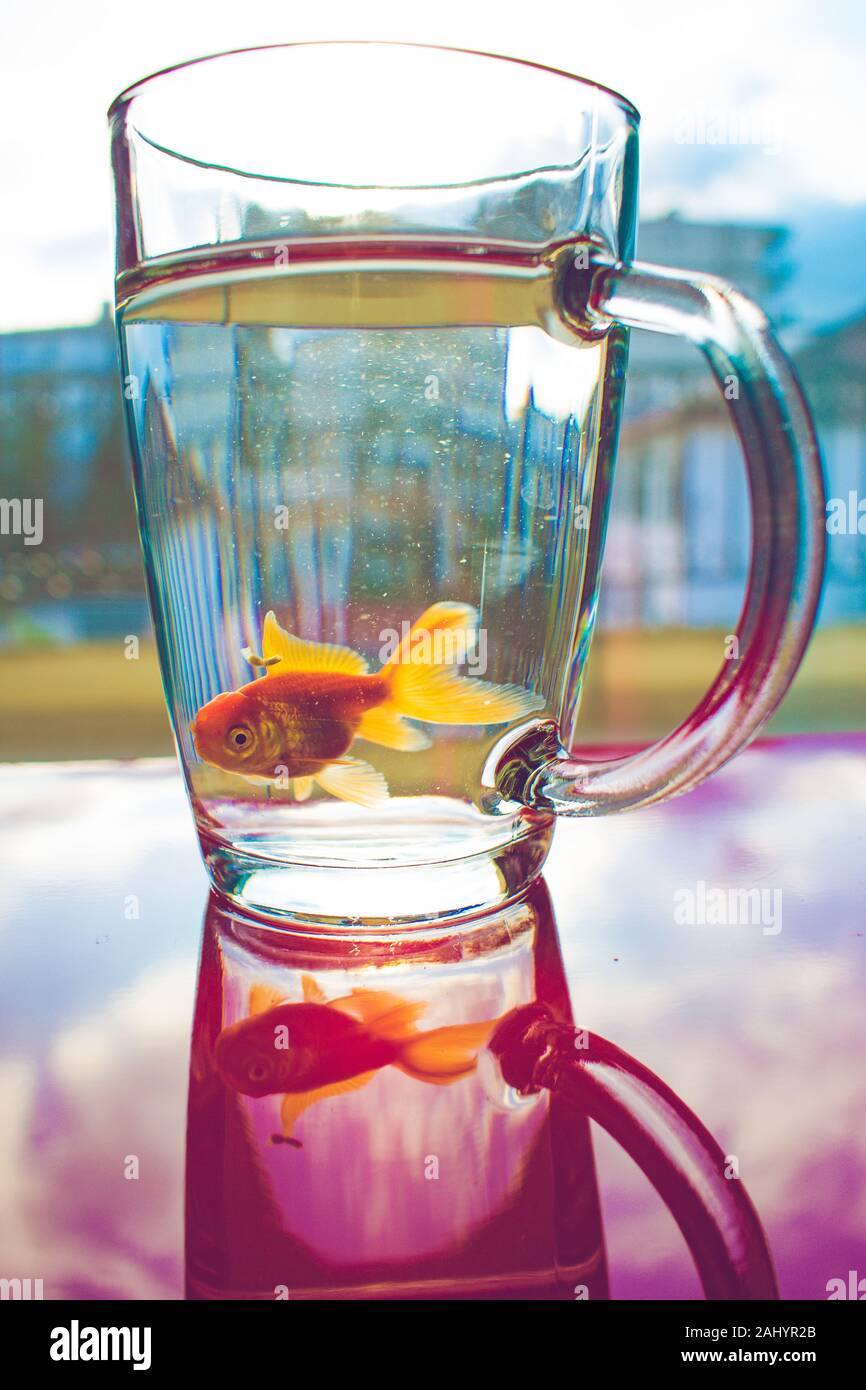 An oranda goldfish caught in a transparent cup during a water change. Perfect picture for a background. Stock Photo