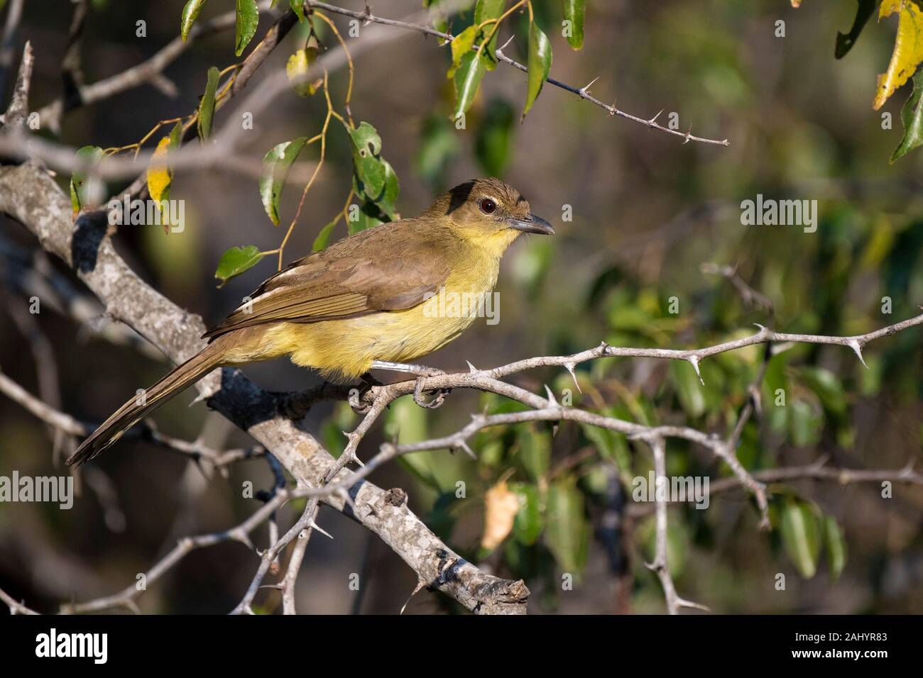 Yellow-bellied greenbul, Chlorocichla flaviventris, uMkhuze Game Reserve, South Africa Stock Photo