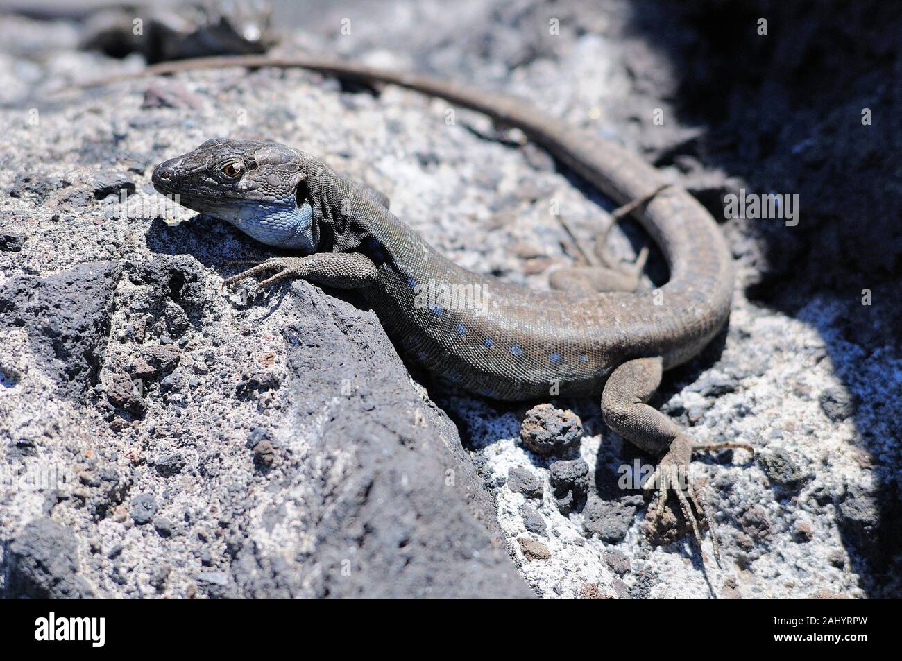 Lagarto Tizón. La Palma lizard. Gallotia galloti palmae. La Palma. Canary Islands. Spain Stock Photo