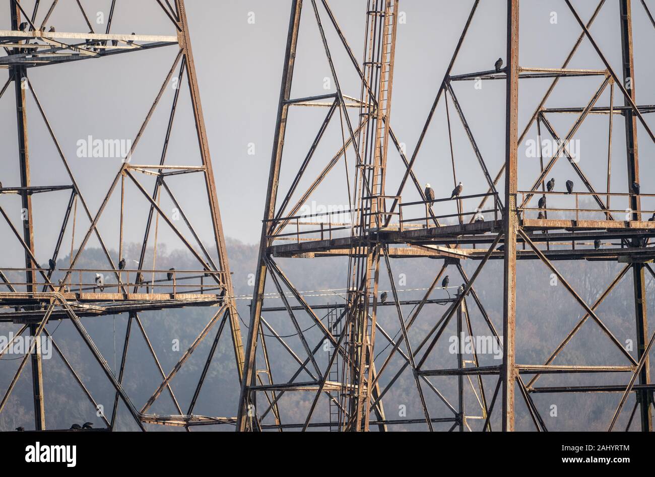 Bald Eagles and Black Vultures on electric towers, Conowingo, Md. Stock Photo