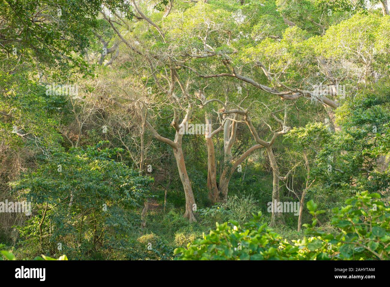 Fig forest walk, uMkhuze Game Reserve, South Africa Stock Photo