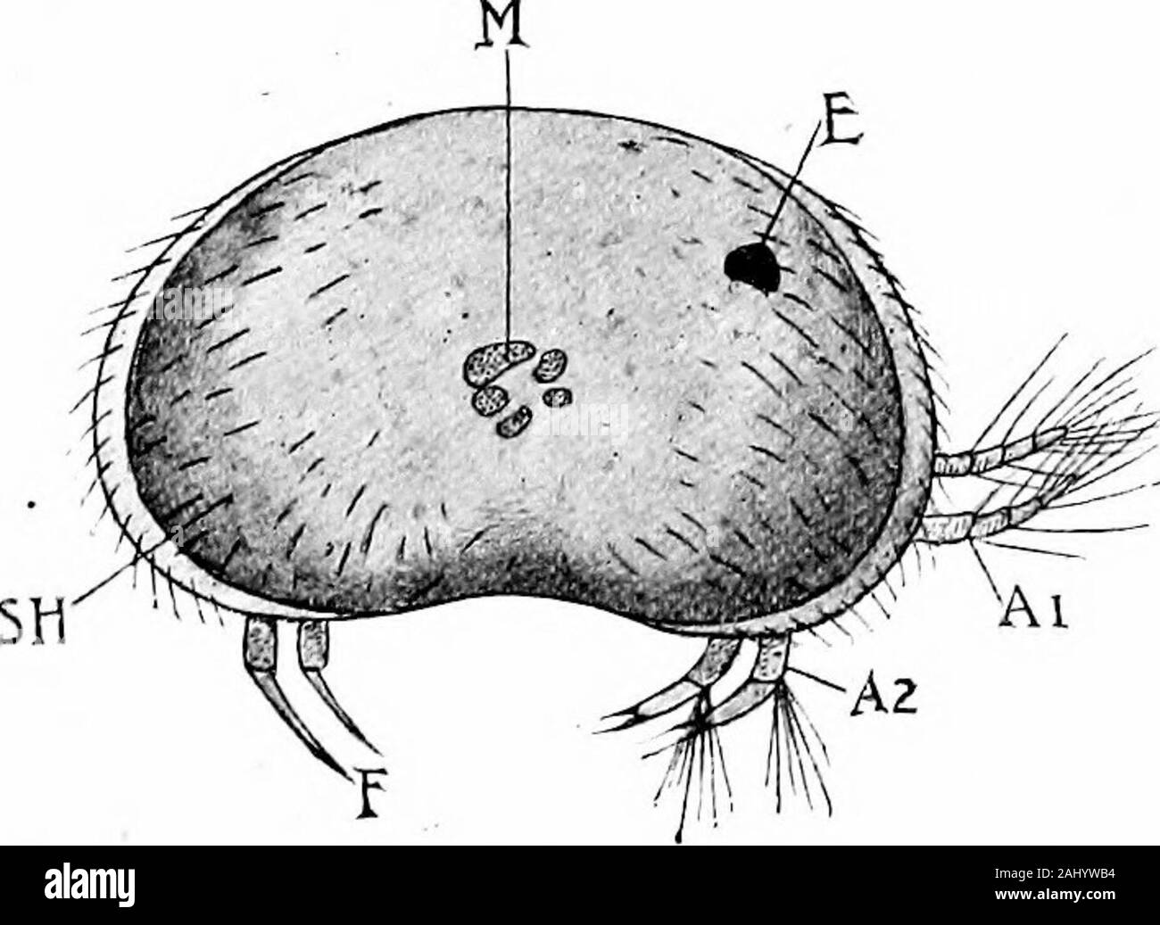 Outlines of zoology . hedthroughout the summer. Periodic parthenogenesis (of thesummer ova) is very common. Winter eggs, whichrequire fertilisation, are set adrift in a part of the shell modifiedto form a protective cradle or ephippium. Daphnia, Moina, Sida, Polyphemus^ Leptodora, and manyother water-fleas, are extraordinarily abundant in freshwater, and form part of the food of many fishes. A fewoccur in brackish and salt water.In Daphnia the appendages are:—antennules, antennae,mandibles, first maxillse, second maxilJEe (disappearing in thelarva), and five thoracic limbs. The abdomen is turn Stock Photo