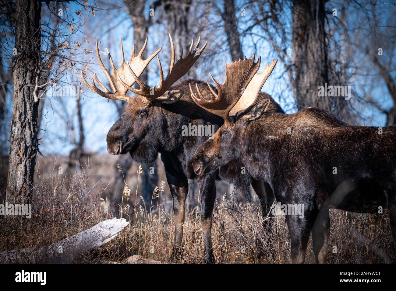 A Pair Of Bull Moose Stand Together As They Size Each Other Up During The Autumn Rut Mating Season In The Grand Teton National Park In Moose Wyoming Stock Photo Alamy