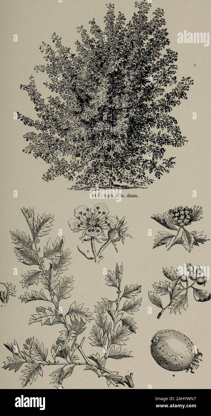 Arboretum et fruticetum britannicum, or : The trees and shrubs of Britain, native and foreign, hardy and half-hardy, pictorially and botanically delineated, and scientifically and popularly described ... . Crataegus tanacetifblia Zeeana.Lees Tansy-leaved Thorn. 145. Crataegus heterophylla.The various-leaved Thorn. 146 Stock Photo