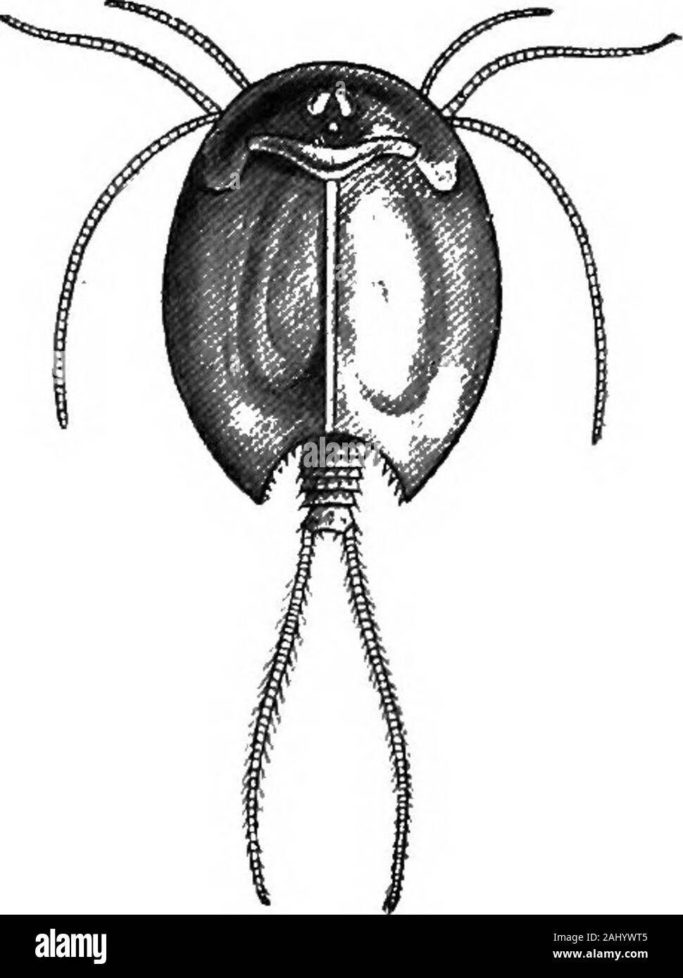 Outlines of zoology . merous segments and (lo-2(&gt;or more) foliaceous append-ages with respiratory plates.The shell is rarely absent,usually shield • like or bi-valved. The heart is a longdorsal vessel with numerousopenings. The eggs are ableto survive prolonged desicca-tion in the mud. Branchipus, a beautifullycoloured fresh - waterform, with hardly anyshell.Artemia. Brine - shrimps.Periodically partheno-genetic. By graduallychanging the salinityof the water, Schmanke-witsch was able, in thecourse of several gen-,orations, to modify A.salina into A. mil-kausenii, and vice versa.Artemia fert Stock Photo