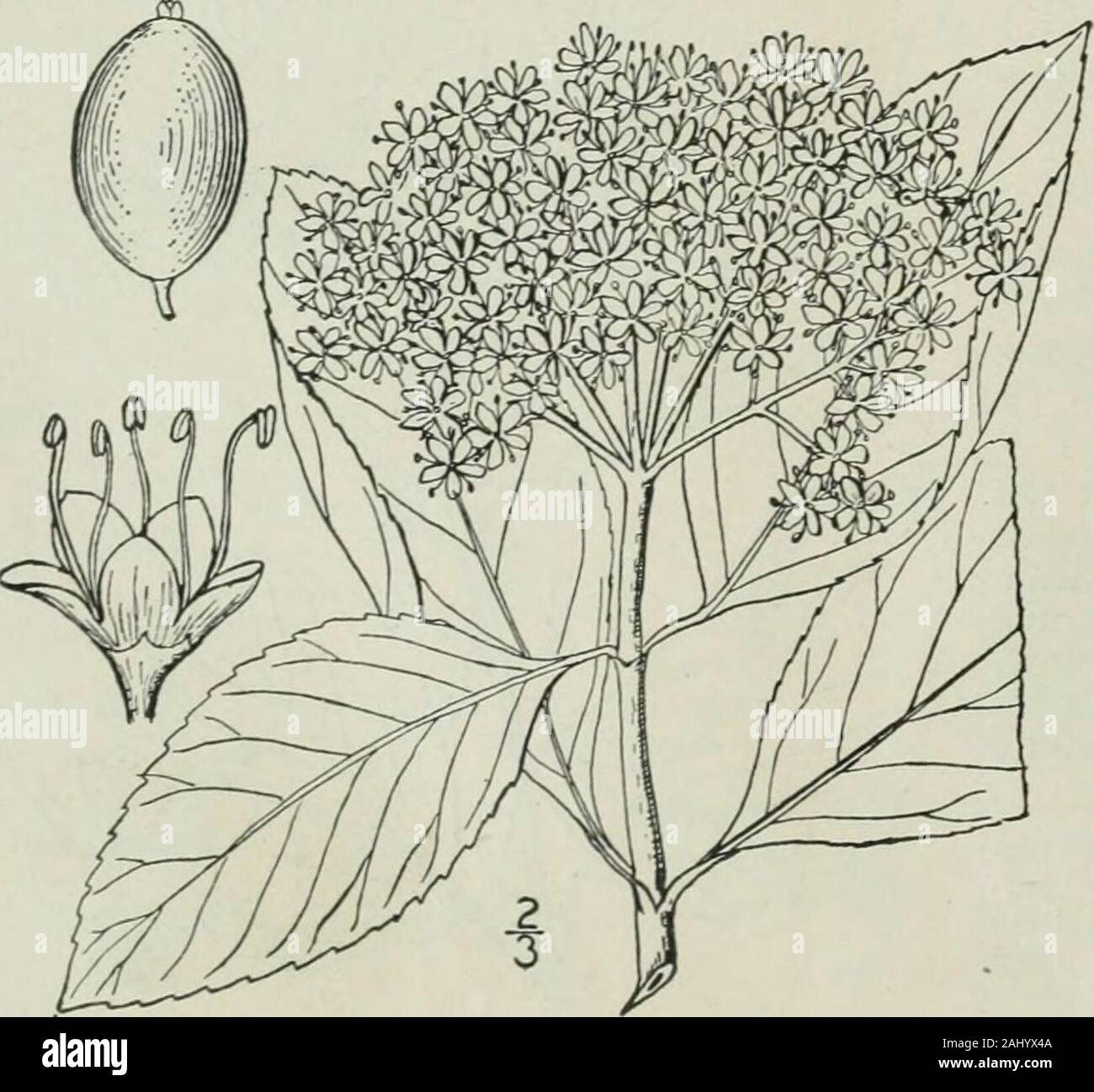 An illustrated flora of the northern United States, Canada and the British possessions : from Newfoundland to the parallel of the southern boundary of Virginia and from the Atlantic Ocean westward to the 102nd meridian . 10. Viburnum cassinoides L. Withe-rod. Appalachian Tea.Fig. 3966. Jiburnum cassinoides L. Sp. PI. Ed. 2, 384. 1762.Viburnum nudum var. cassinoides T. & G. Fl. N. A. 2: 14. 1841. A shrub, 2°-i2° high, with ascend-ing gray branches, the twigs some-what scurfy, or glabrous. Leavesovate or oval, thick, pinnately veined,narrowed or sometimes rounded atthe base, acute or blunt-acumi Stock Photo