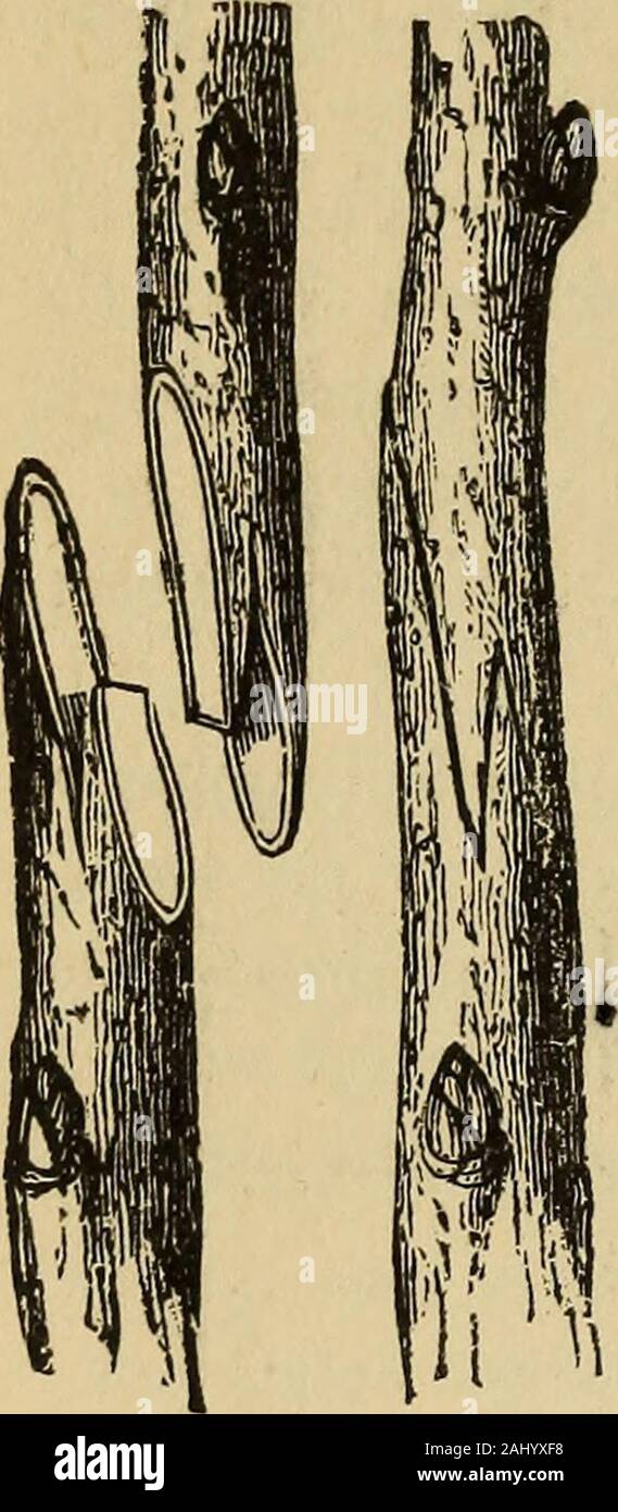 images Vines Drawing Reference alamy