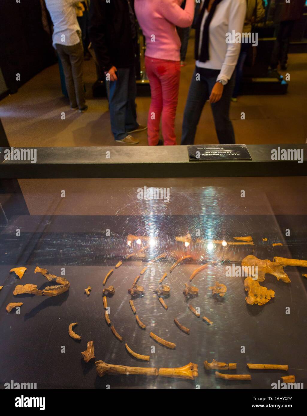 Lucy, National Museum of Ethiopia, Addis Abeba, Etiopia, Africa Stock Photo