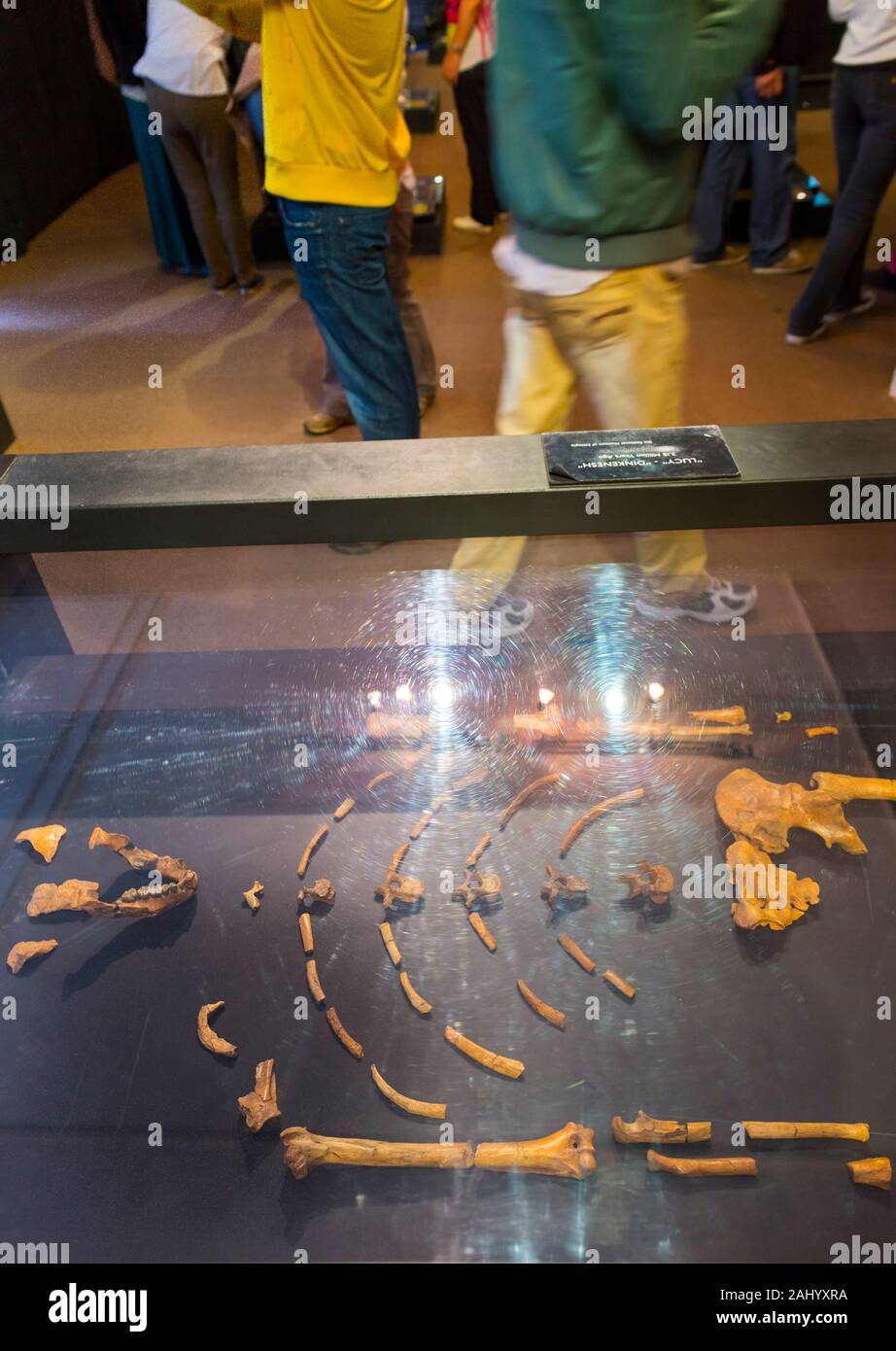 Lucy, National Museum of Ethiopia, Addis Abeba, Etiopia, Africa Stock Photo