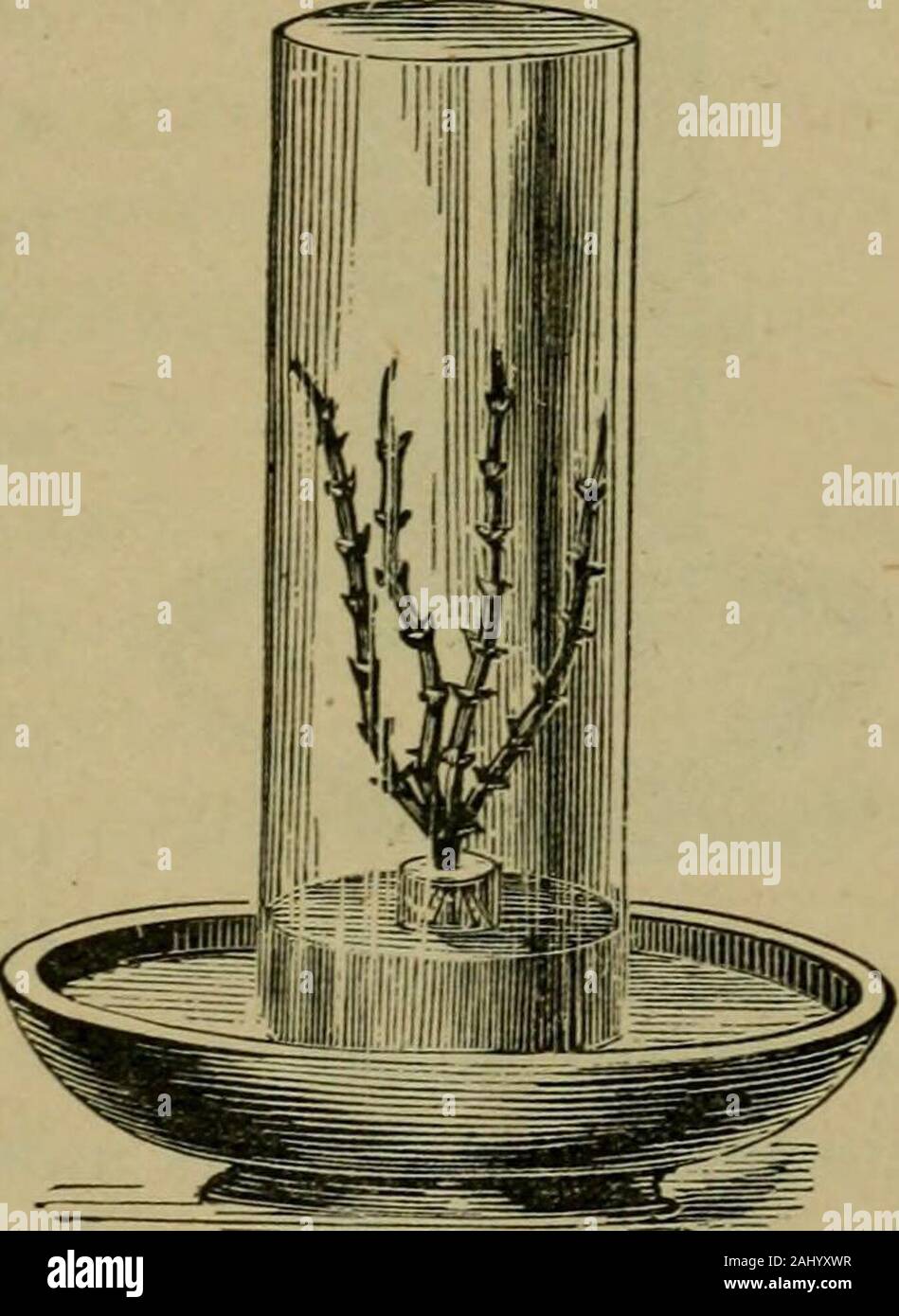 How crops feed; a treatise on the atmosphere and the soil as related to the nutrition of agricultural plants . ple, etc.) cutin spring-time just before thebuds should unfold were placedunder a bell-o-lass containinsrcommon air, as in fig. 1. Theircut extremities stood in waterlieLl in a small vessel, while theair of tlie bell was separatedfrom the external atmosphere bythe mercury containe&lt;l in thelarge basin. Thus situated, thebuds opened as in the free air,and oxygen gas was found to beconsumed in considerable quan- Fig. 1. tity. When, however, the twigs Avere confined in anatmosphere of Stock Photo
