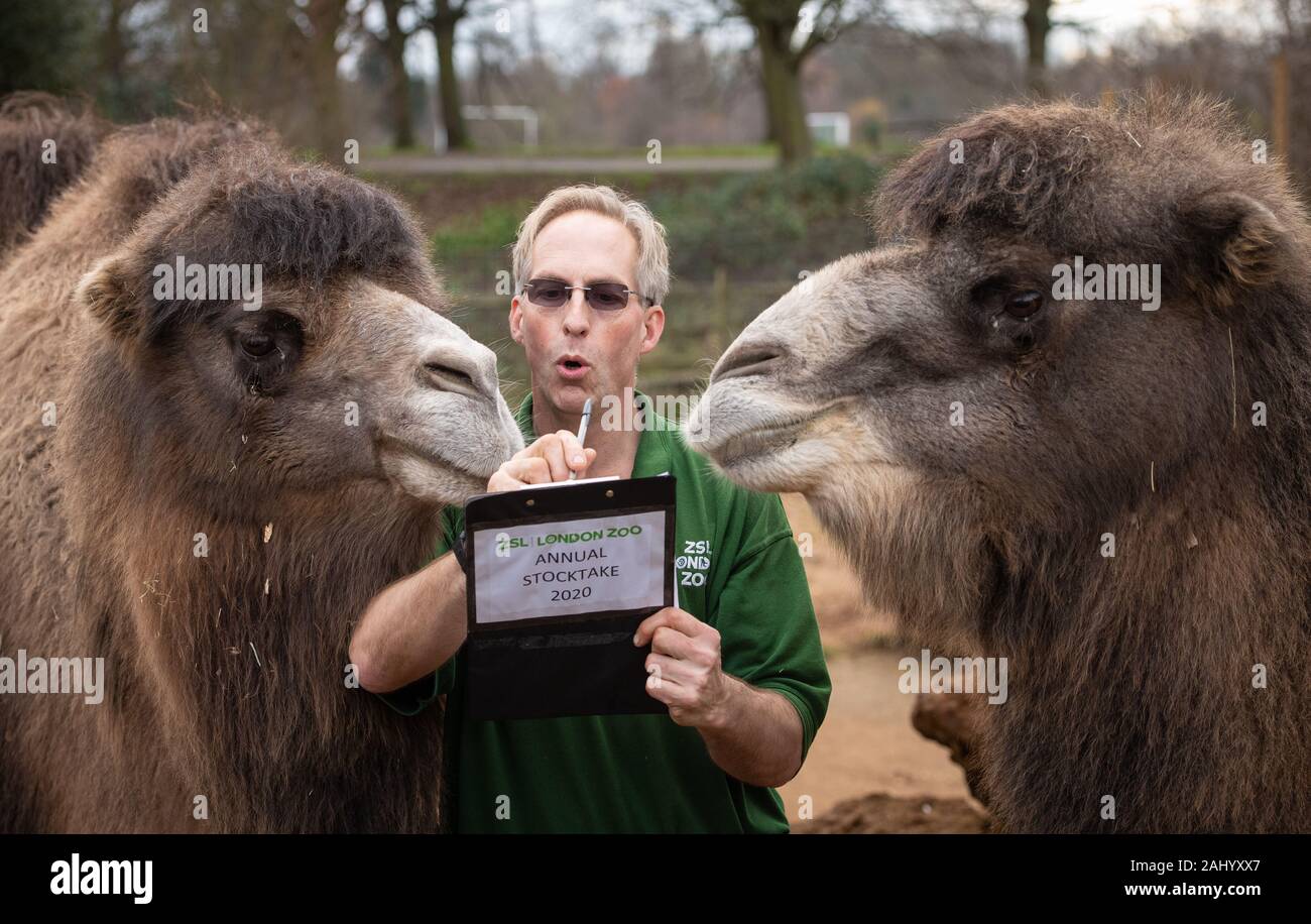 Zookeeper Mick Tiley counts Bactrian Camels Noemie (left) and Ghengis, during the annual stocktake at ZSL London Zoo in central London. Stock Photo