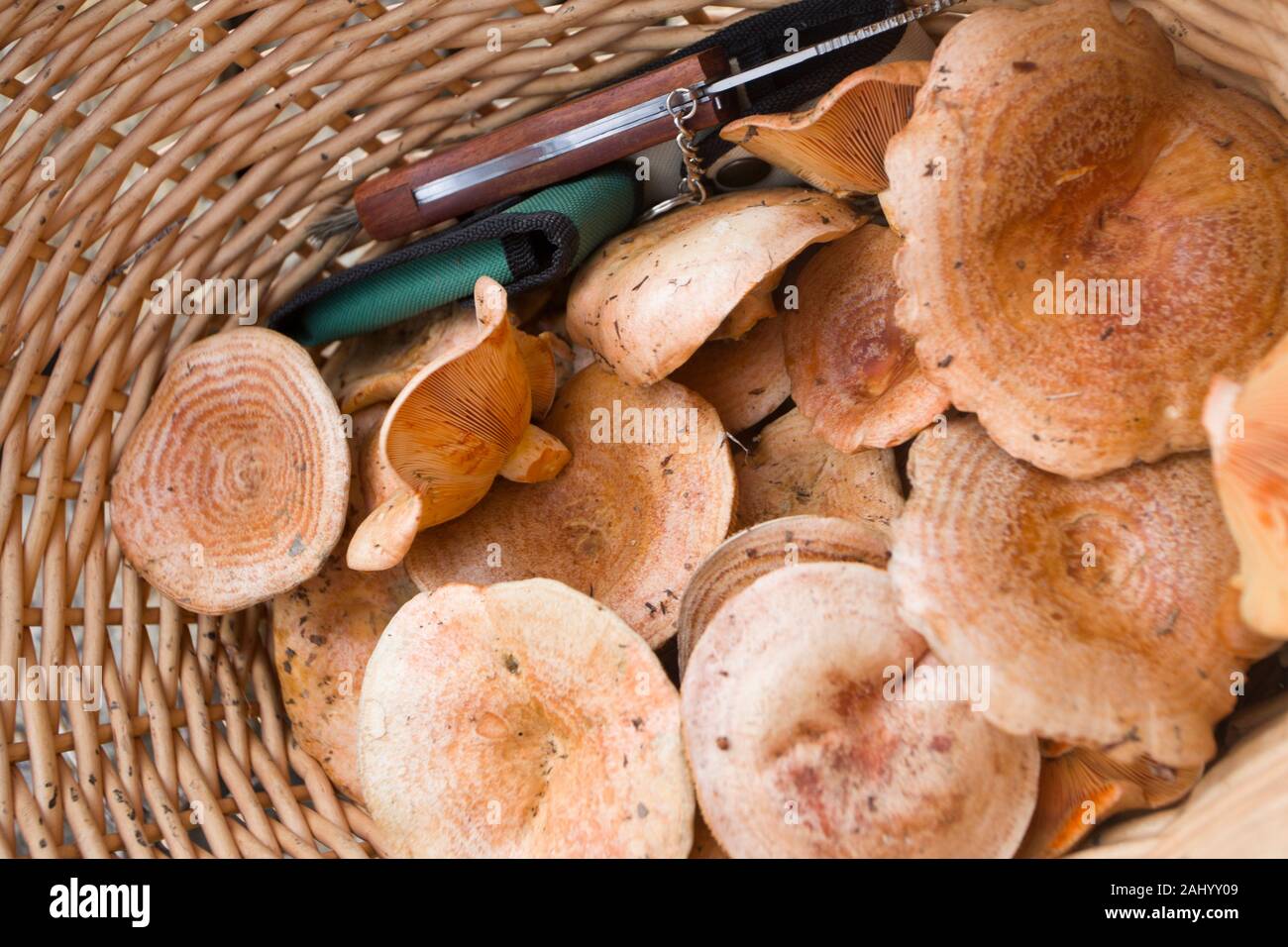 Picking mushrooms, Lactarius deliciosus mushrooms from Teruel Aragon
