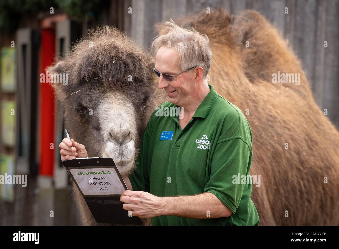 Zookeeper Mick Tiley counts Bactrian Camel Ghengis, during the annual stocktake at ZSL London Zoo in central London. Stock Photo