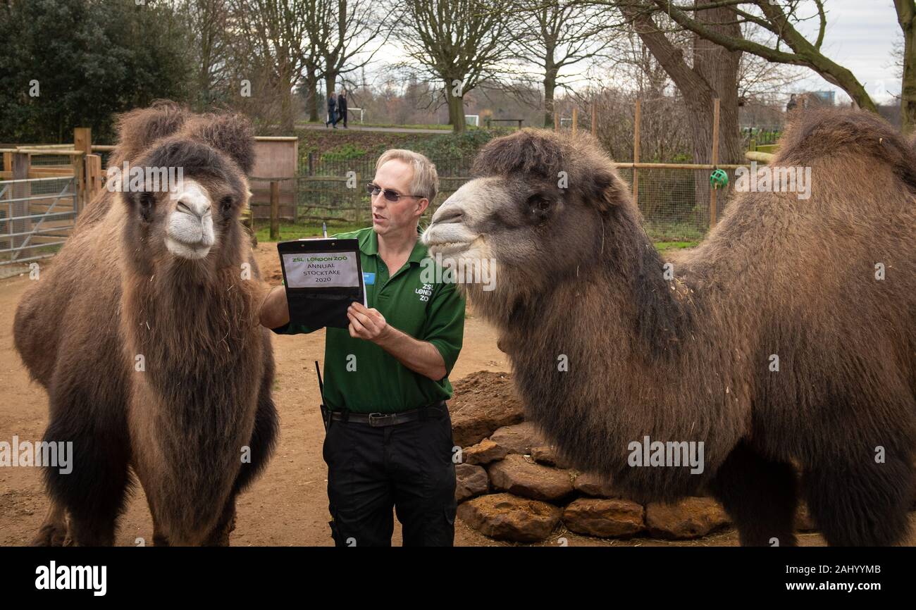 Zookeeper Mick Tiley counts Bactrian Camels Noemie (left) and Ghengis, during the annual stocktake at ZSL London Zoo in central London. Stock Photo