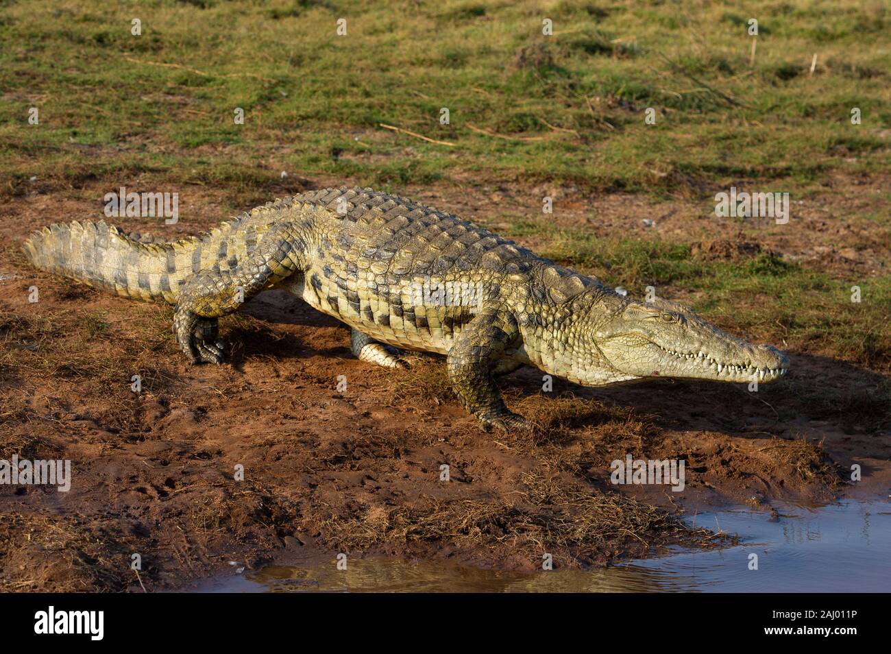 Nile Crocodile, Crocodylus niloticus, Pongolapoort Dam, Lake Jozini ...