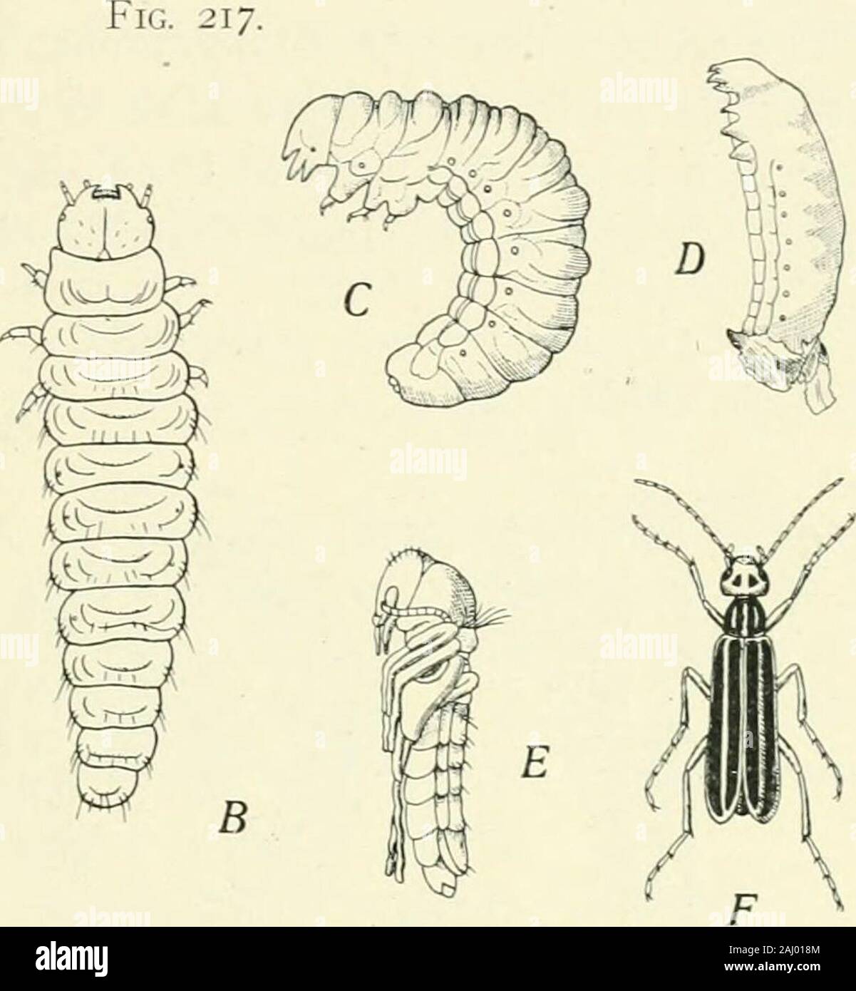 Entomology : with special reference to its biological and economic aspects . Stages in the hypermetamorphosis of Et&gt;icauta. A, triiingvilin; B, carabidoid stageof second larva; C, ultimate stage of second larva; D, coarctate larva; E, pupa; F,imago. E is species cinerea; the others are ziftiita. All enlarged except F.—AfterRiley, from Trans. St. Louis .cad. Science. and mouth parts are now rudimentary and the body morecompact than before. A third and a fourth moult occur withlittle change in the form of the second larxa. which is now inits nltiniafc stage (C). After the hfth moult, however Stock Photo