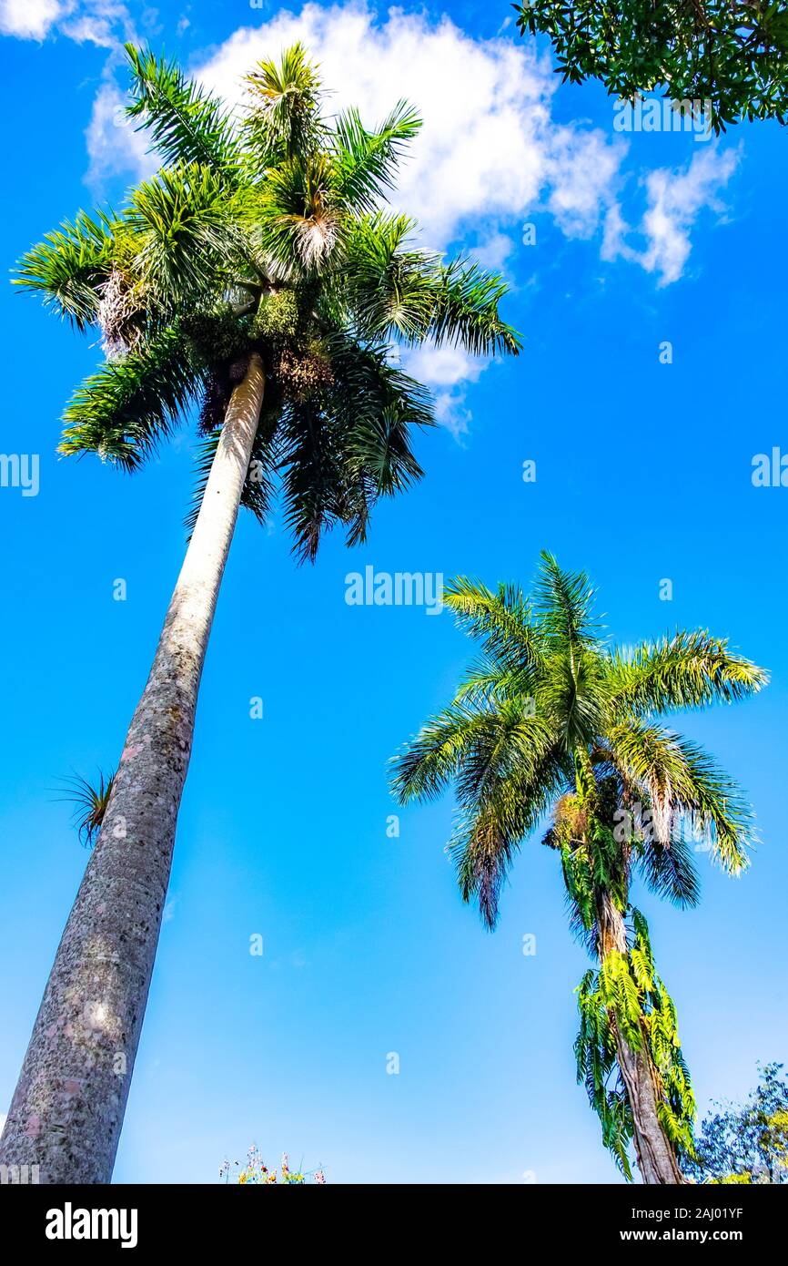 Cuban Royal Palm Tree High Resolution Stock Photography and Images Alamy