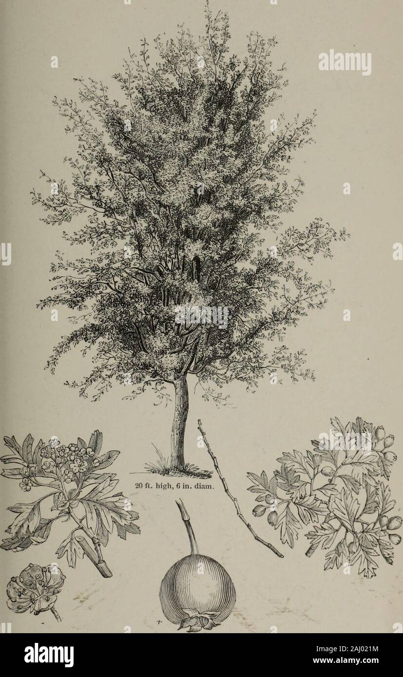 Arboretum et fruticetum britannicum, or : The trees and shrubs of Britain, native and foreign, hardy and half-hardy, pictorially and botanically delineated, and scientifically and popularly described ... . Qrat(Bsgus Aroma.The Aronia Thorn. 141. Oratcesgus orientalis (syn. odoratUsimd).The Eastern, or sweetest-scented-/?o«;6T6*/, Thorn. 142 Stock Photo
