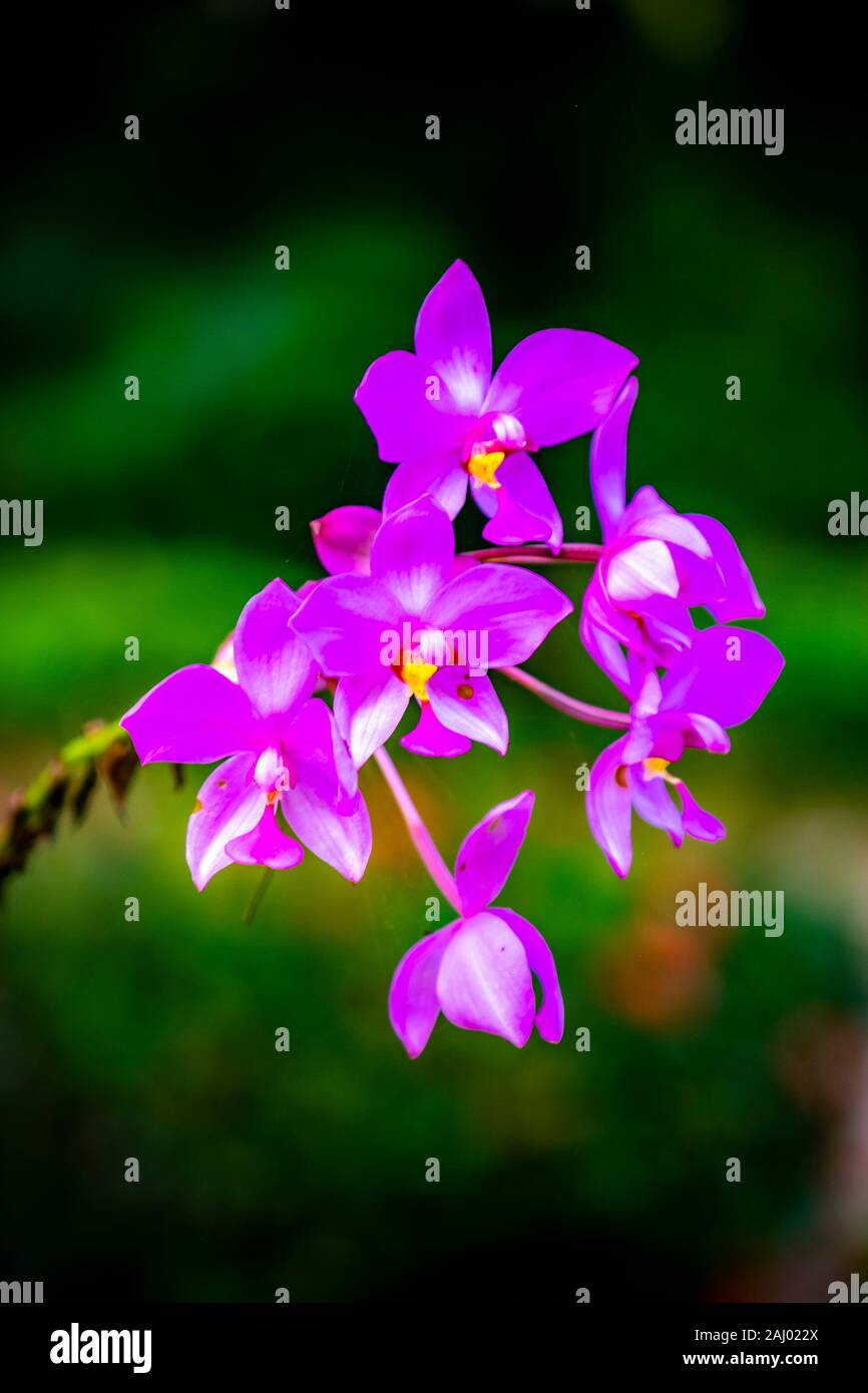Cuban flowers, Soroa, Republic of Cuba, Caribbean, Central America