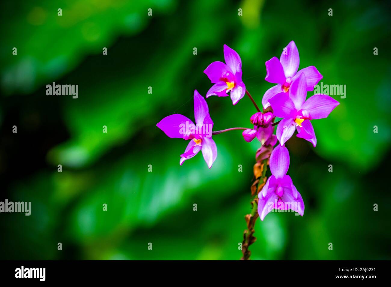 Cuban flowers, Soroa, Republic of Cuba, Caribbean, Central America