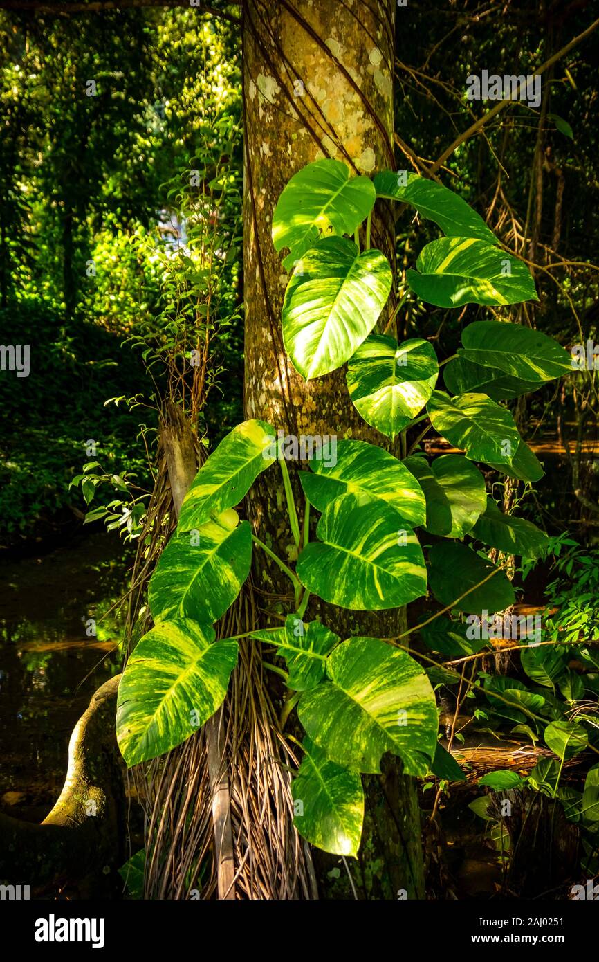 Tropical plants in the nature reserve of Las Terrazas, Pinar del Rio,  Republic of Cuba, Caribbean, Central America Stock Photo - Alamy
