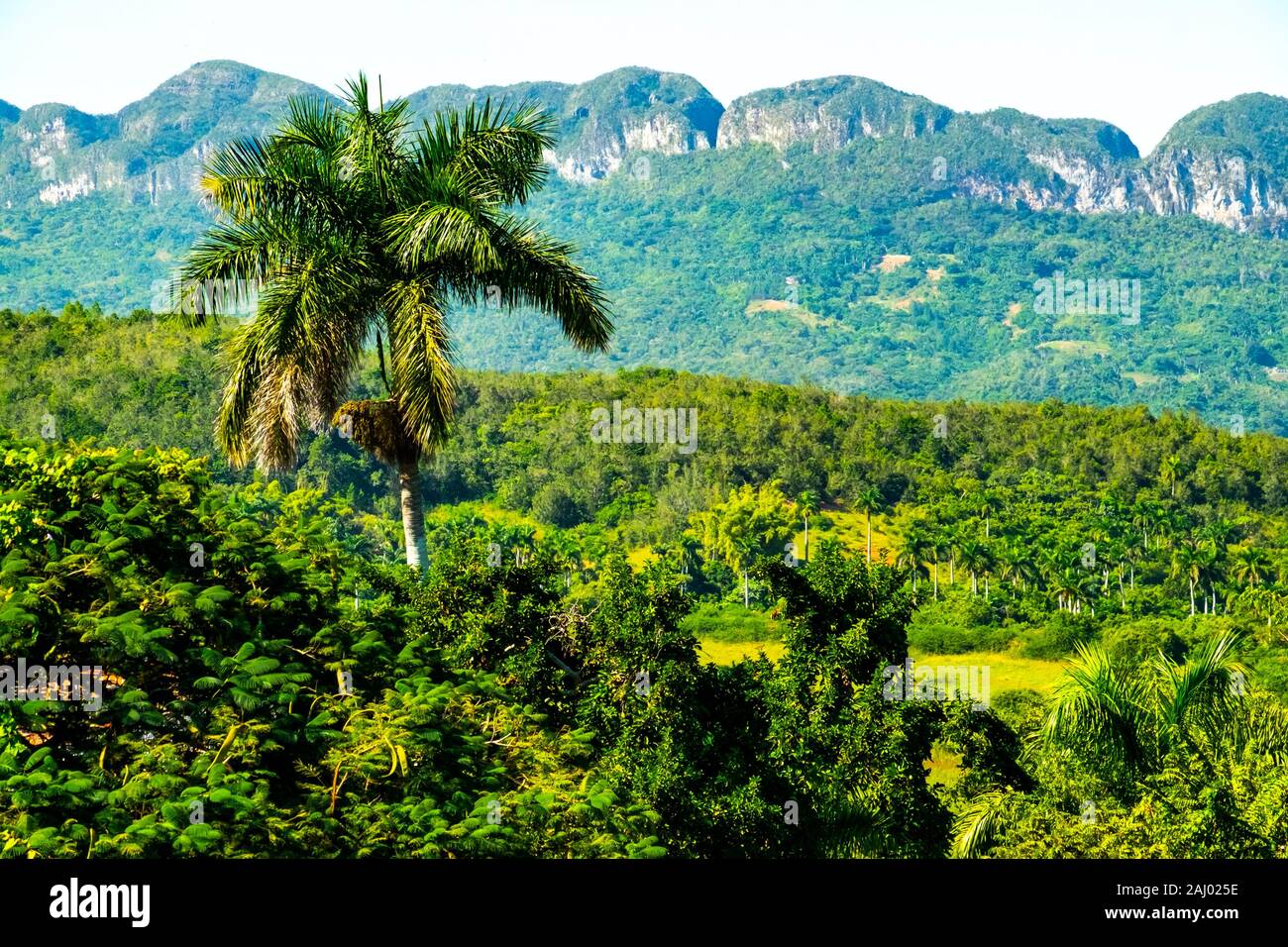 Masaccio Har råd til leje Tropical nature of Vinales, Republic of Cuba, Caribbean, Central America  Stock Photo - Alamy