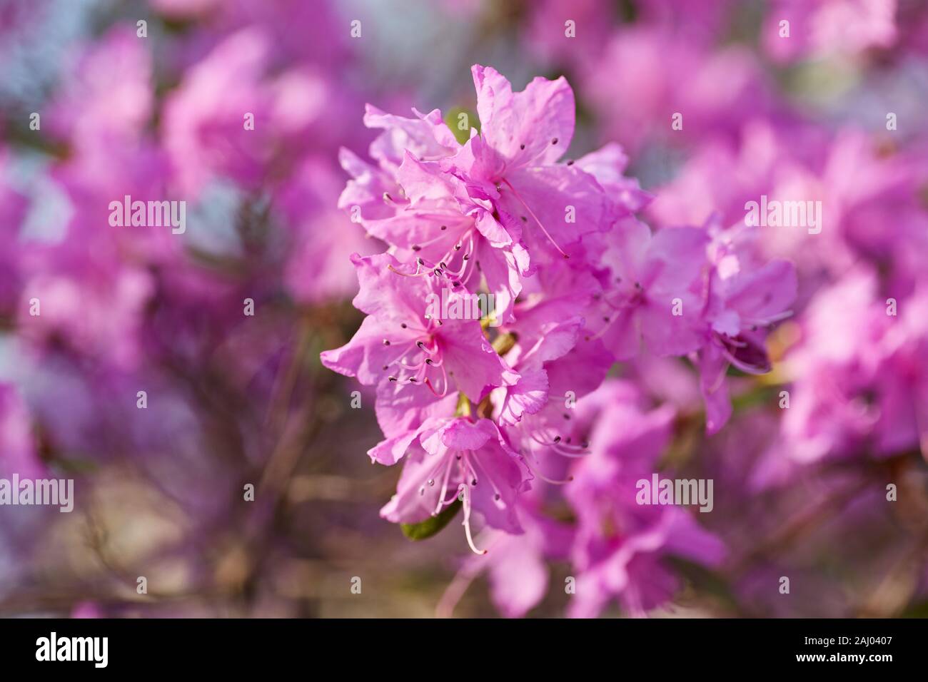 Aerial view pink red lilac Rhododendron blossoms white lace background ...