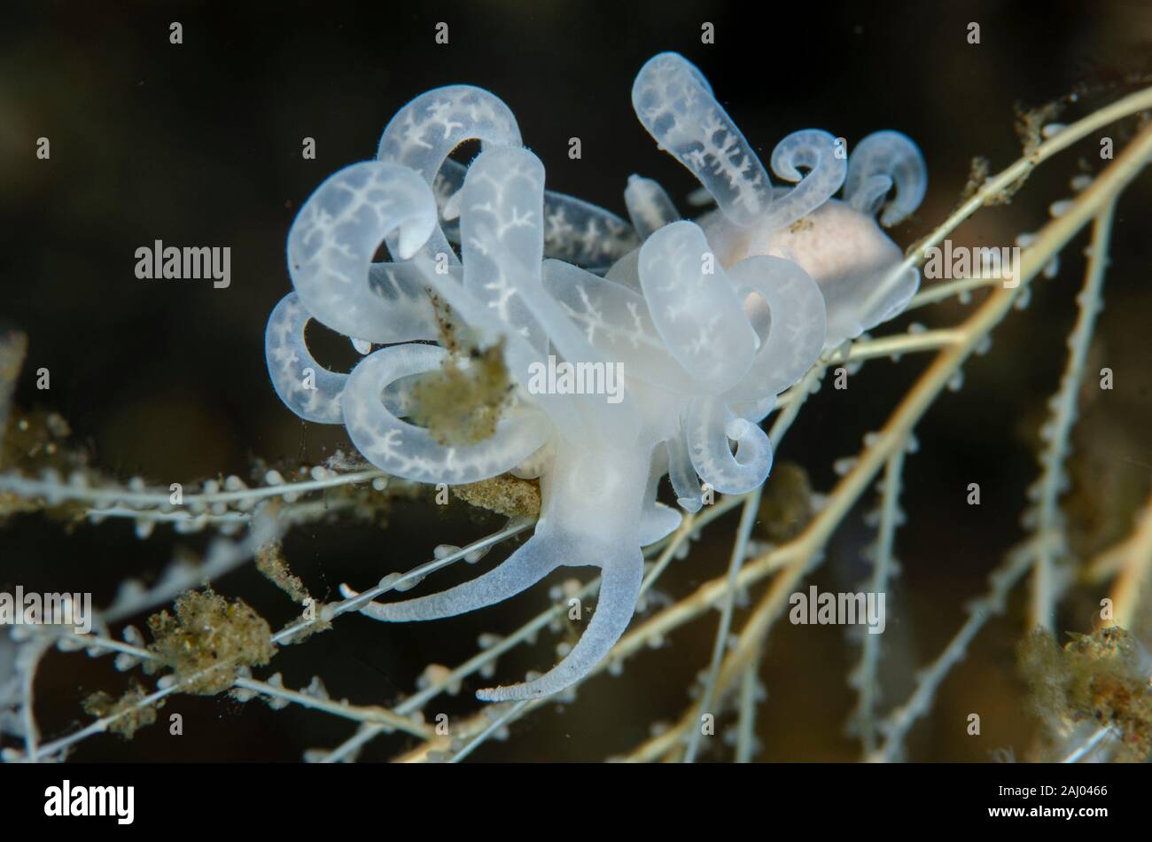 Phyllodesmium Nudibranch (Phyllodesmium sp, Facelinidae Family) on hydroid, Sedam dive site, Amed, Bali, Indonesia, Indian Ocean. Stock Photo