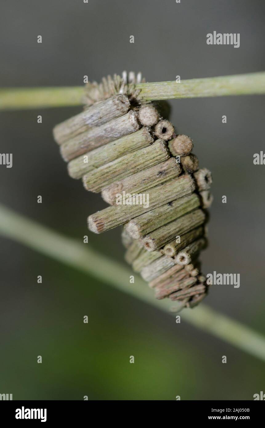 Bagworm moth larva hi-res stock photography and images - Alamy