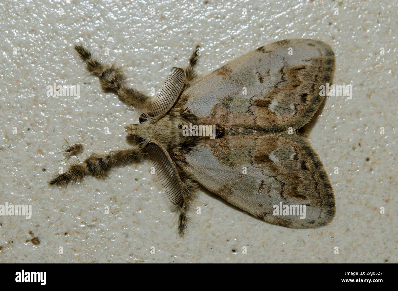 Olene High Resolution Stock Photography and Images - Alamy