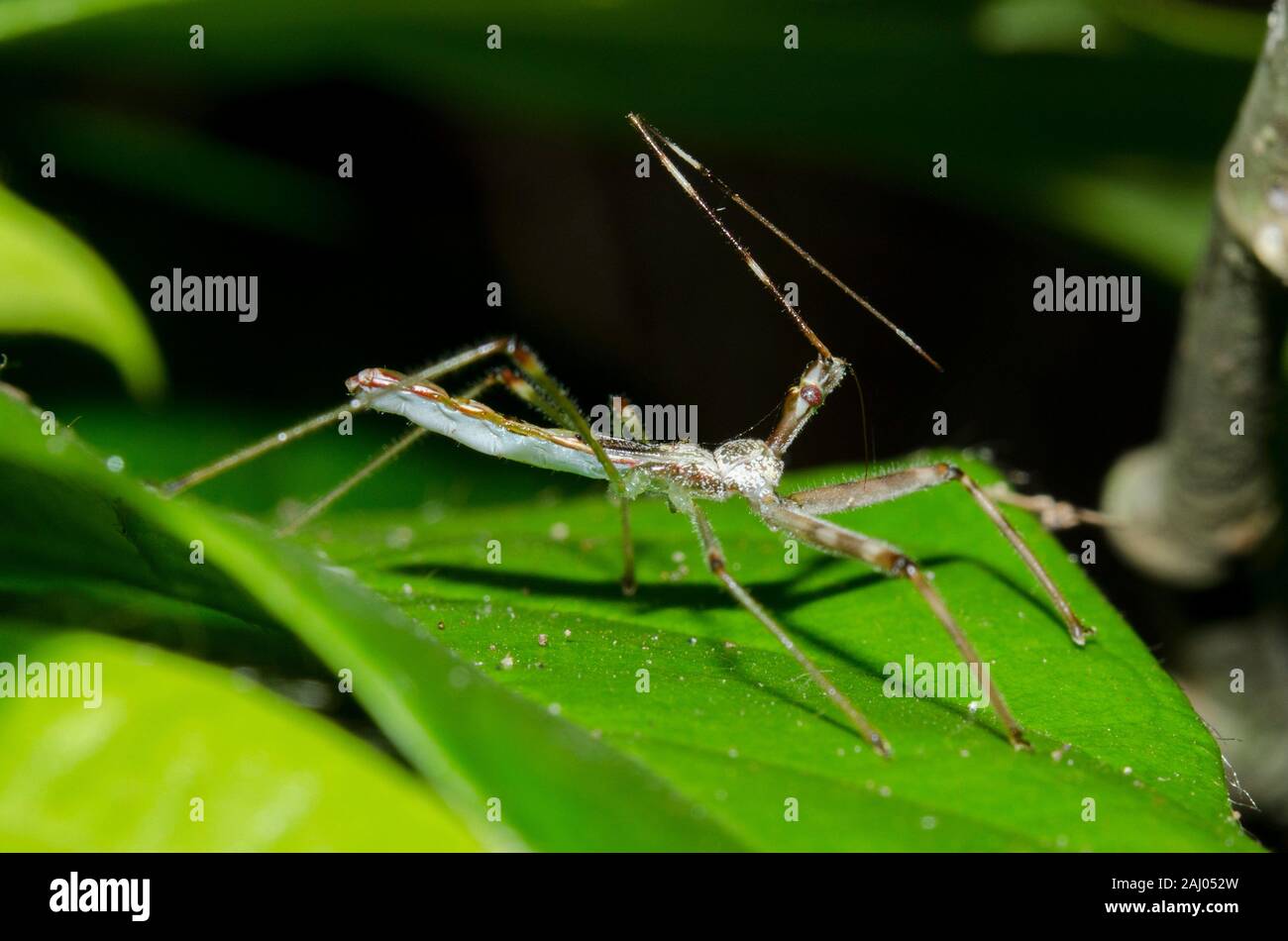 Insect Hemiptera Bug High Resolution Stock Photography and Images Alamy