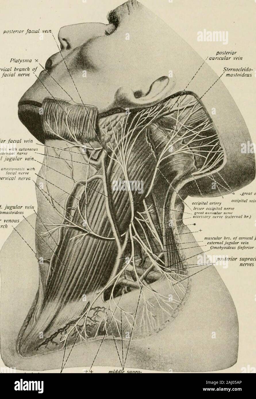 Local and regional anesthesia; with chapters on spinal, epidural, paravertebral, and parasacral analgesia, and other applications of local and regional anesthesia to the surgery of the eye, ear, nose and throat, and to dental practice . n the supraclavicular space, in which thesubclavian artery and brachial plexus are readily exposed for opera-tive purposes (Matas). Nerves of the Neck.—In the neck the only opportunity for theappHcation of regional methods of anesthesia, aside from paraverte-bral methods, is the superficial branches of the cervical plexus as theyemerge around the posterior bord Stock Photo