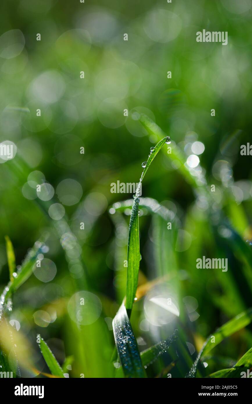 Sparkling dew drops on fresh green grass Stock Photo - Alamy