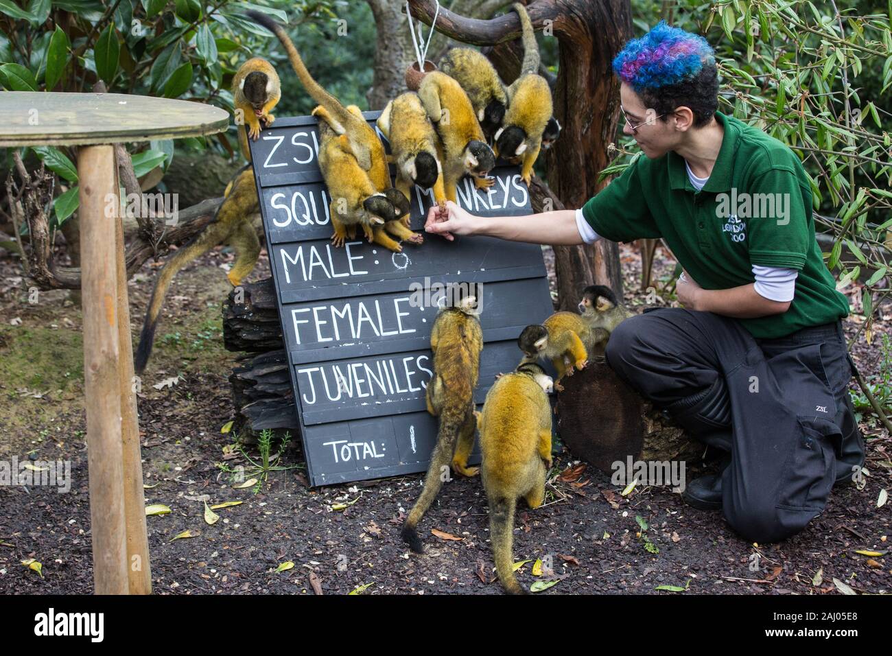 Zookeeper Monkey Stock Photos & Zookeeper Monkey Stock Images Alamy