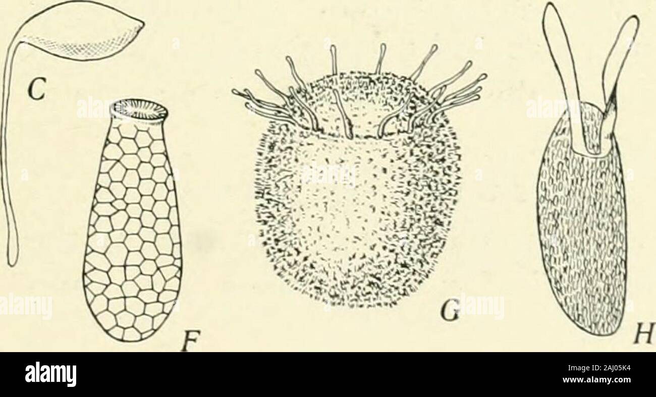 Amalgamation Insect Entomology : with special reference to its biological and economic ...