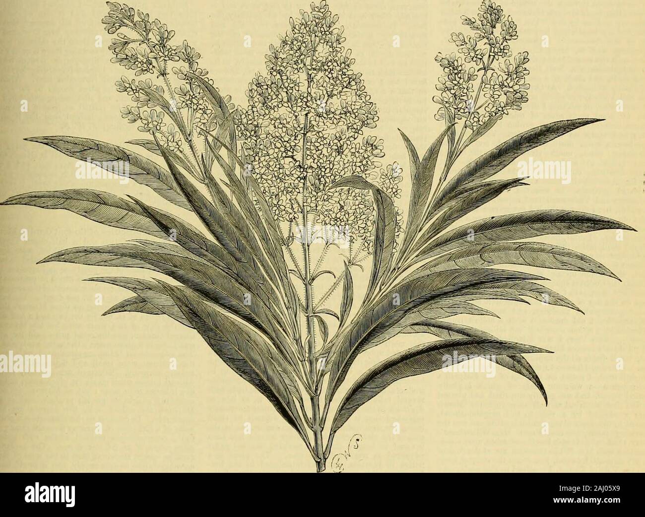 The Gardeners' chronicle : a weekly illustrated journal of horticulture and allied subjects . ora.t. 1035, f. I and 2, d, b.—; dwarf form, with cream-coloured flowers striped with purple ; leaves linear.Turkestan. Clematis .TiriiusiFOLiA, Turczan., Bo/. Jfa^.,t. 6542.—. hardy climber, with finely cut leaves andlong-stalked tubular bell-shaped flowers, each i—ij younger leaves almost entirely pale crimson. A seed-ling between terminalis and regina. Raised by Mr,Bause for the General Horticultural Company (JohnWills). Erantiiemum nigrum, IUhsI, HorticoU, t. 404.—A stove shrub, with oblong lan Stock Photo