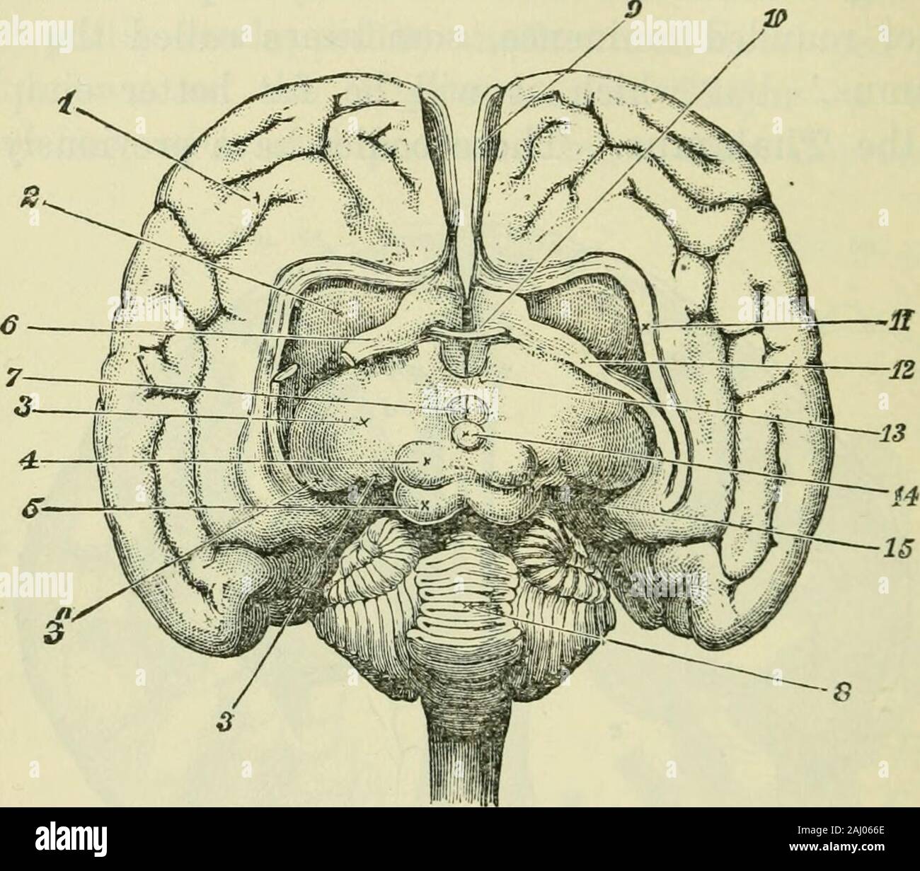 Corpus callosum hemispheres hi-res stock photography and images - Alamy
